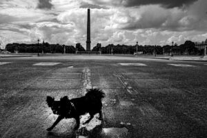 photo le chien d'ariel christophe airaud