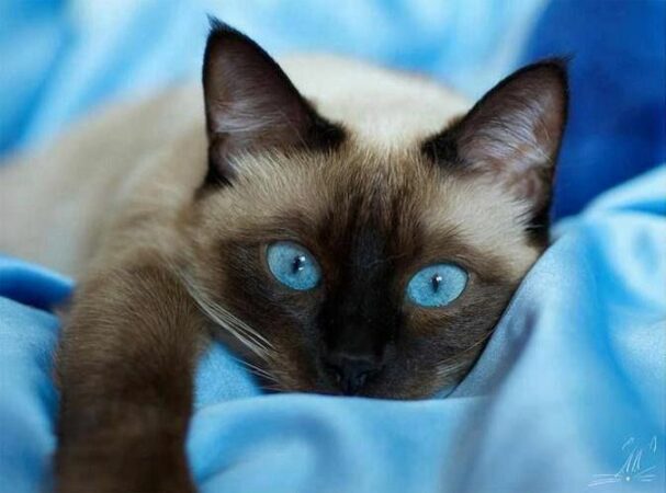 chat siamois-regard-bleu-saphir chatte siamoise aux yeux saphir