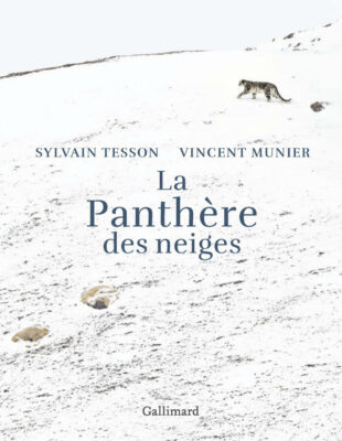 tesson la panthere des neiges