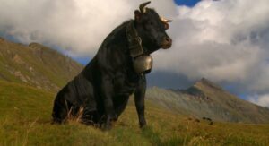 vedette documentaire