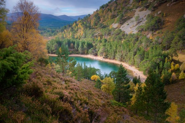 ecosse parc forestiere glenmore