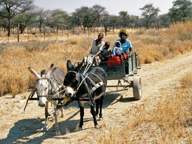 namibie peuple damara