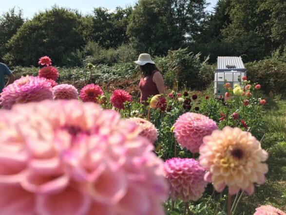 les bottes d'anemone